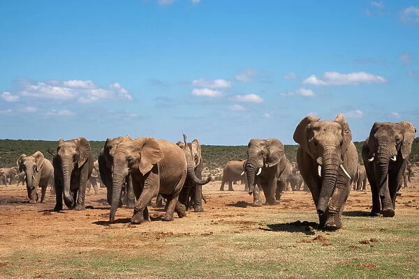 African elephants (Loxodonta africana) at Hapoor waterhole, Addo Elephant National Park, Eastern Cape, South Africa, Africa