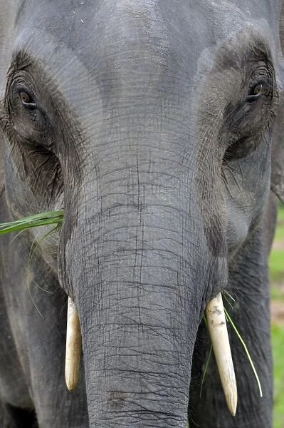 Asian elephant, Kaziranga, Assam, India, Asia