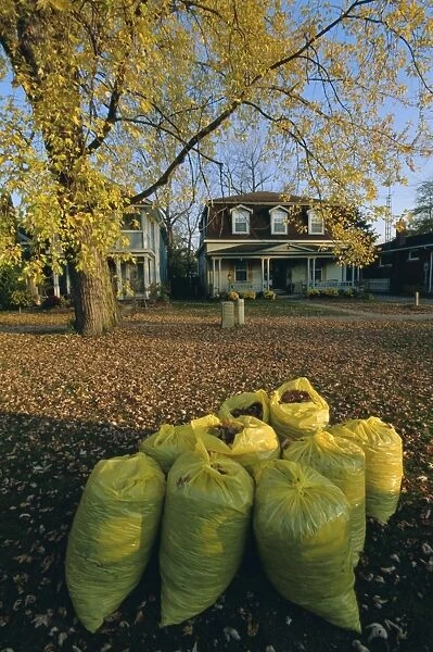 Bags of fallen autumn leaves, Toronto, Ontario, Canada, North America