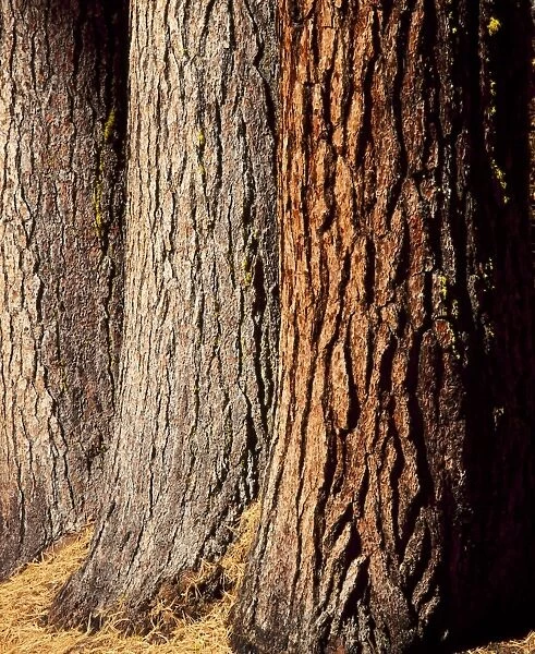 Close-up of the trunks and bark of a grove of Giant Sequoias