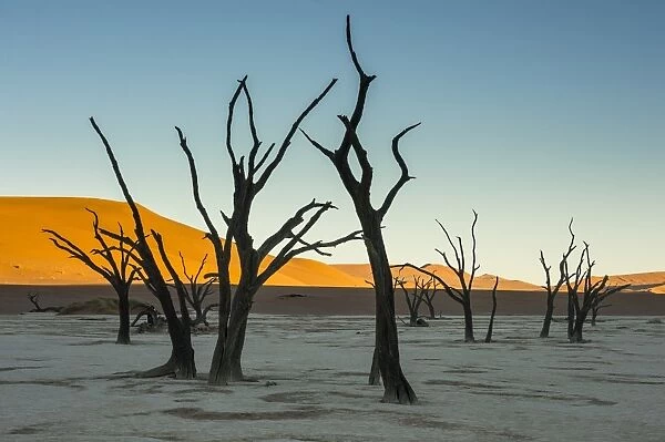 Deadvlei, an old dry lake in the Namib desert, Namibia, Africa