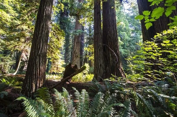 Giant redwood trees in the Redwoods National and State parks, California, USA