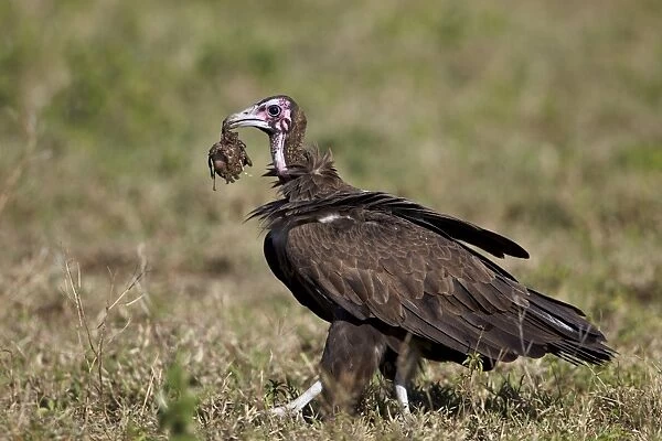 Hooded vulture (Necrosyrtes monachus) in mixed juvenile and adult plumage with a