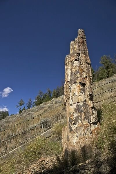 Petrified Tree near Tower-Roosevelt, Yellowstone National Park, UNESCO World Heritage Site, Wyoming, United States of America, North America