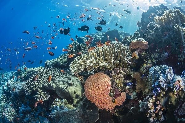 Profusion of hard and soft corals as well as reef fish underwater at Batu Bolong