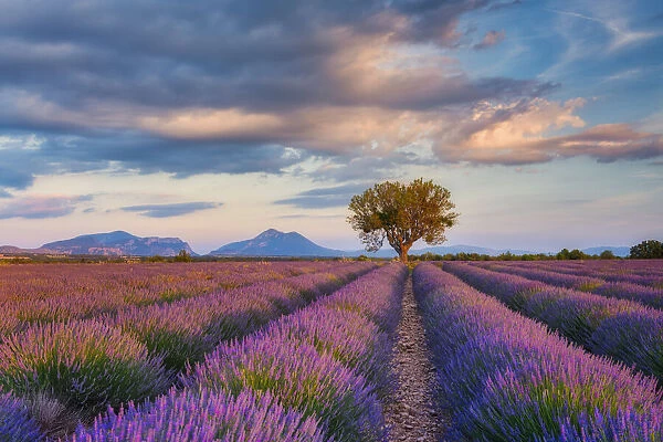 Lone Tree (almond tree) in blooming Lavender field (Lavendula augustifolia), Valensole, Plateau de Valensole, Alpes-de-Haute-Provence, Provence-Alpes-Cote d Azur, Provence, Southern France, France