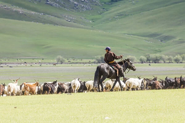 Shepherd on horseback gathering sheeps and goats. Ovorkhangai province, Mongolia