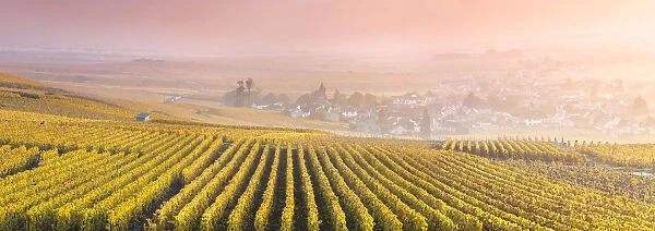 Vineyards in the mist at sunrise, Oger, Champagne Ardenne, France