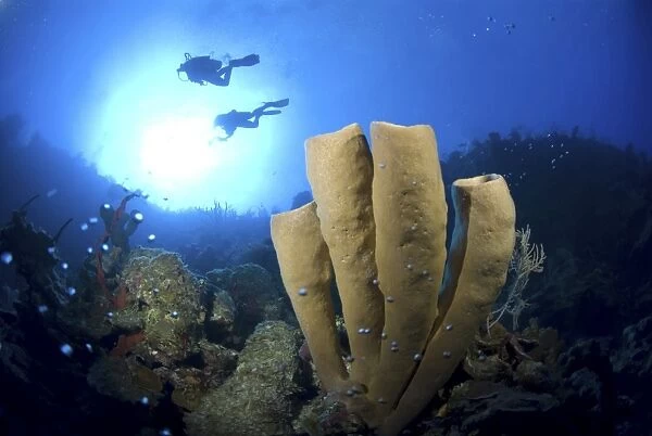 Brown Tube Sponge (Agelas conifera) stand of four tubes against blue water and two scuba divers, Little Cayman Island, Cayman Island, Caribbean