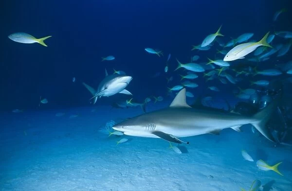 Caribbean reef shark. Bahamas
