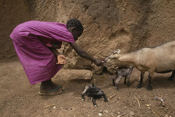 20075515. GHANA North Chereponi Young girl feeding goat with young kids. West Africa