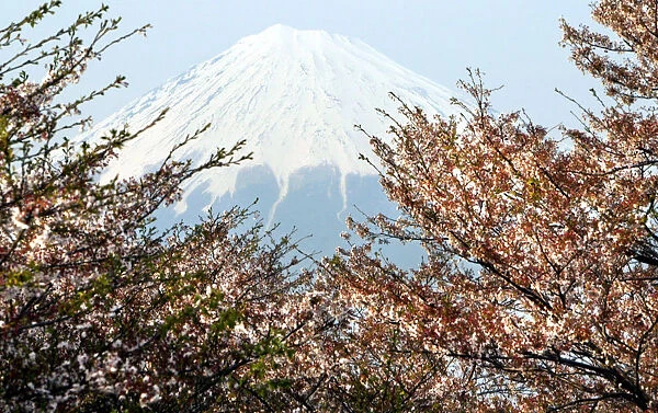 Japans famous Mount Fuji is seen behind cherry blossoms in Fuji, central Japan April 7, 2003