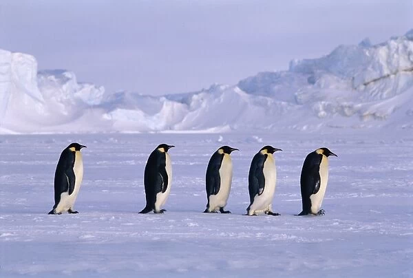Emperor Penguins, Aptenodytes forsteri walking across the sea ice of the Weddell