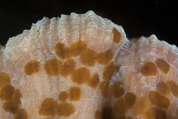 Acoel Flatworm (Waminoa sp. ) adults, group on coral, Lembeh Straits, Sulawesi, Sunda Islands, Indonesia, September
