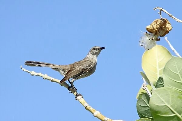 Bahama Mockingbird (Mimus gundlachii) adult, perched on seagrape stem, Turks and Caicos Islands