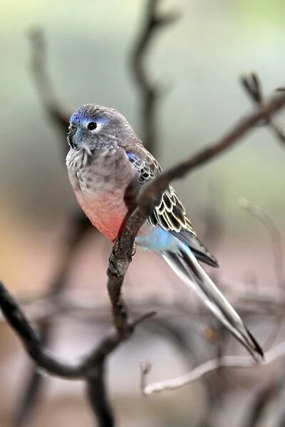 Bourke's Parrot (Neopsephotus bourkii) adult, perched on twig, Outback, Northern Territory, Australia