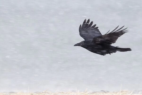 Carrion Crow (Corvus corone) adult, in flight during blizzard, Hokkaido, Japan, winter