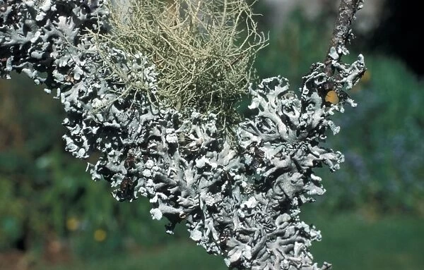 Two common lichens, Parmelia physodes (below) Usnea comosa (above)