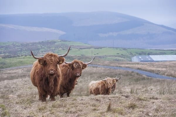 Domestic Cattle, Highland cows, standing on hill farm, Ponterwyd, Cambrian Mountains, Ceredigion, Mid Wales, December
