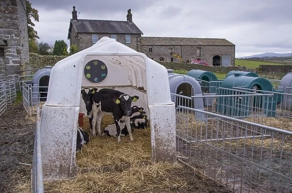 Domestic Cattle, Holstein calves, in calf kennel, Rathmell, Settle, North Yorkshire, England, October
