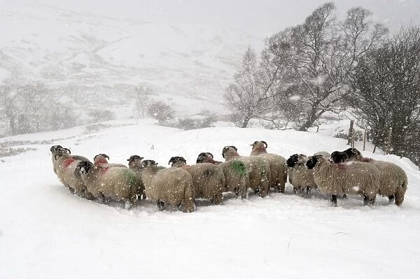 Domestic Sheep, Swaledale flock, standing in snowstorm on snow covered pasture, Cumbria, England, november