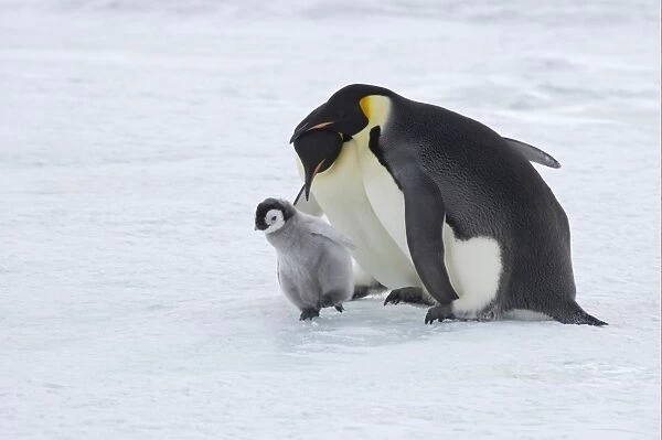 Emperor Penguin (Aptenodytes forsteri) adult pair, attempting to kidnap chick, Snow Hill Island, Weddell Sea, Antarctica