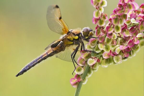 Four-spotted Chaser (Libellula quadrimaculata) adult, resting on flowerhead, Leicestershire, England, june