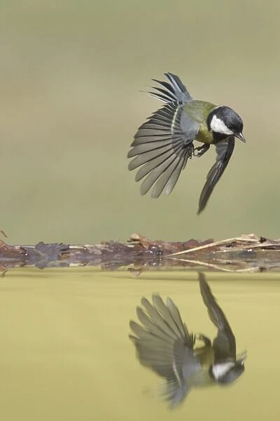 Great Tit (Parus major) adult, in flight over pool, with reflection, West Yorkshire, England, April