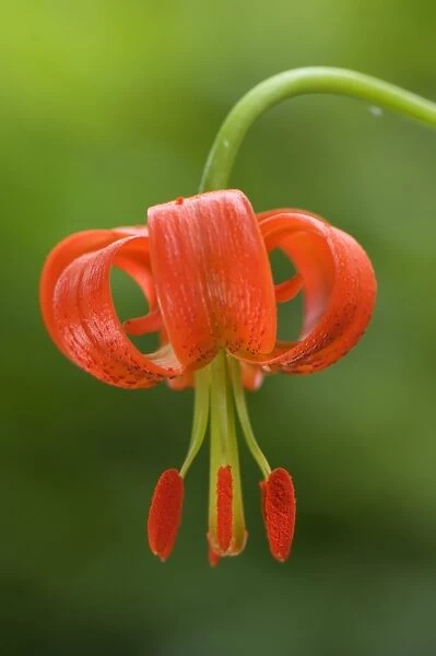 Lesser Turk s-cap Lily (Lilium pomponium) close-up of flower, Italy