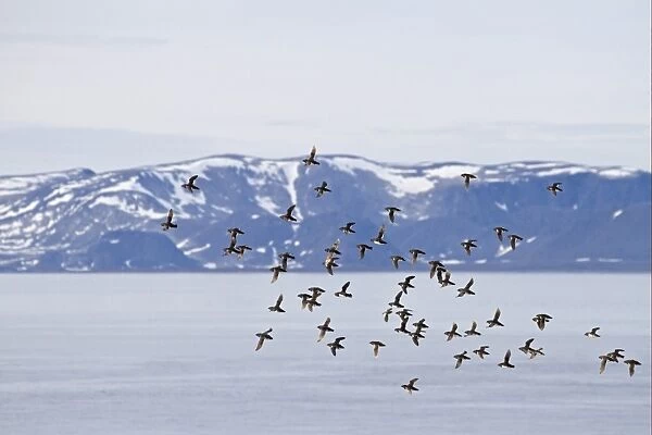 Little Auk (Alle alle) adults, summer plumage, flock in flight over fjord habitat, Spitzbergen, Svalbard, july