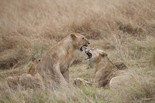 Masai Lion (Panthera leo nubica) immature males, playfighting, Masai Mara, Kenya, August