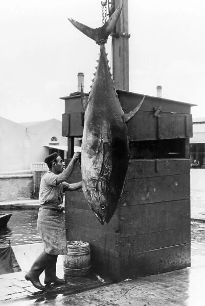 Mattanza tuna fishing, unloading catch on quay, Sicily, Italy, 1958 (Kurt Drost)