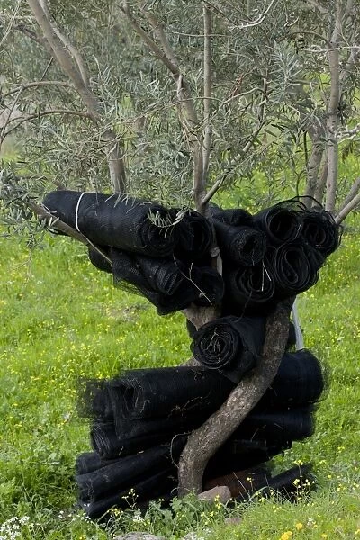Olive (Olea europea) trunk, with black netting for harvesting fruit hanging on tree in grove, Lesvos, Greece, march