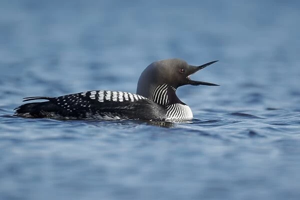 Pacific Diver (Gavia pacifica) adult, breeding plumage, yawning on water, Nunavut, Canada, July