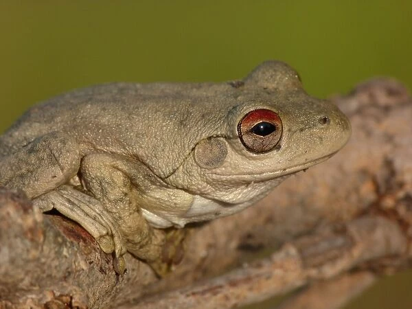 Roths Frog (Litoria rothii) adult, sitting on branch, Western Australia, Australia