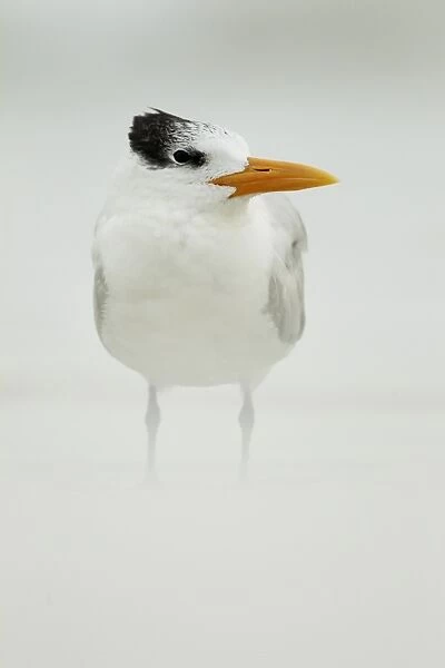 Royal Tern (Sterna maxima) adult, winter plumage, standing in windblown sand on beach, Florida, U. S. A. february