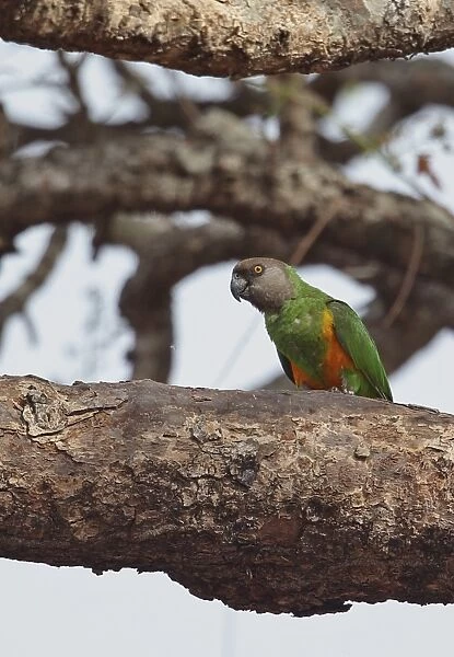 Senegal Parrot (Poicephalus senegalus versteri) adult, perched on branch, Mole N. P. Ghana, February
