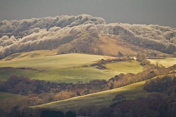 View of farmland with rime frost on trees of hilltop forest, Dorset, England, december