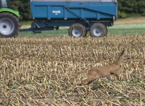 Western Roe Deer (Capreolus capreolus) immature, running in maize field during harvesting, Luze, Richelieu