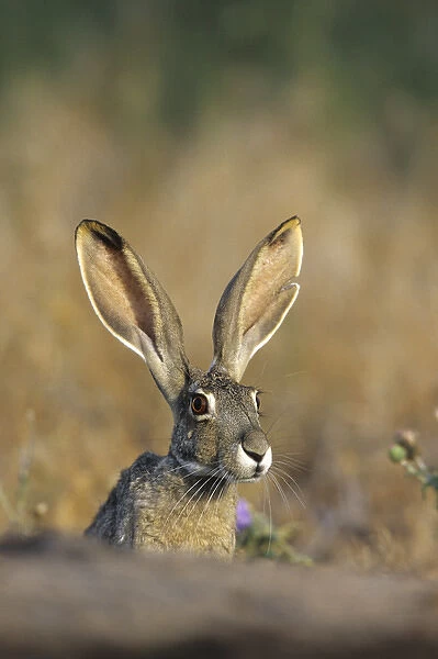 Black-tailed Jack Rabbit (Lepus californicus) Starr Co. TX