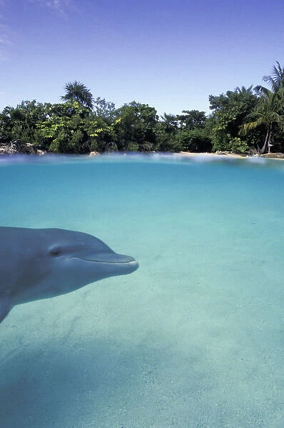 Caribbean, Bahamas. Bottlenose dolphin (Tursiops truncatus)