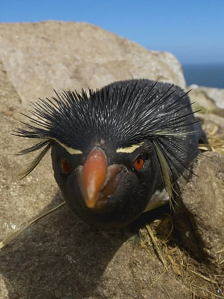 Falkland Islands. Close-up of rockhopper penguin