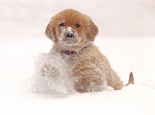 Golden Retriever Pup in Snow