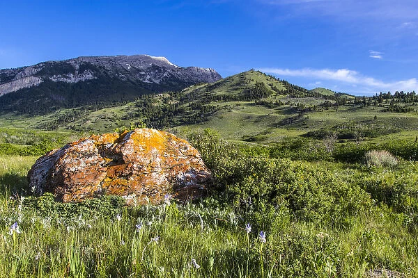 Lichen encrusted rock and wild iris lead to Fairview Mountain along the Rocky Mountain