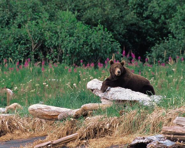 N. A. USA, Alaska, Hallo Bay Brown Bear - Ursus arctos
