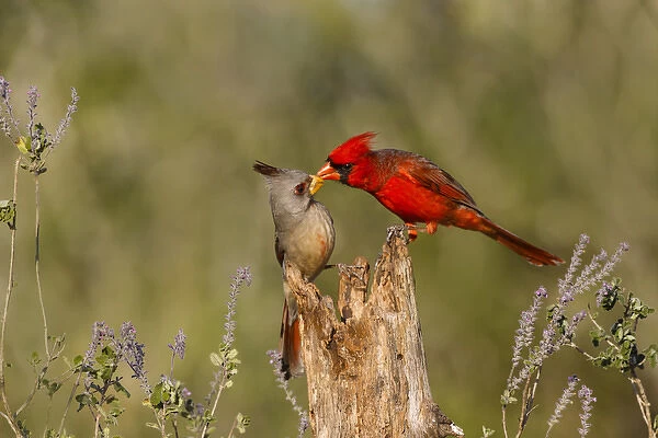 Northern Cardinal (Cardinalis cardinalis) challenging Pyrrhuloxia (Cardinalis sinuatus)