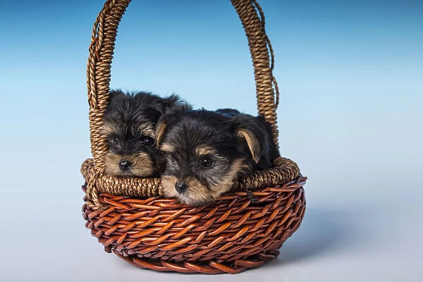 Two Teacup Yorkshire Terrier puppies sitting in a small basket. (PR)