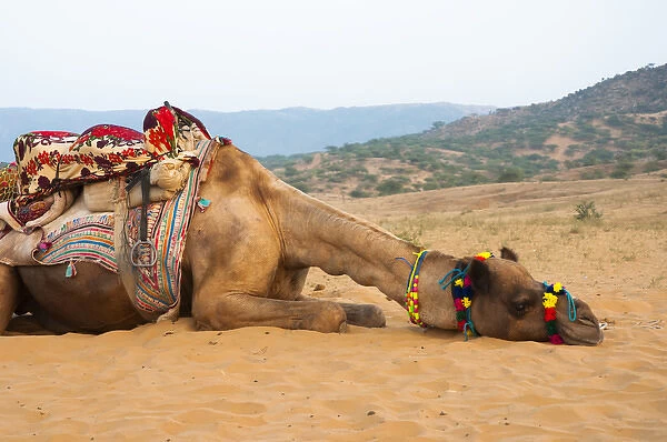 A tired camel, Pushkar, Rajasthan, India