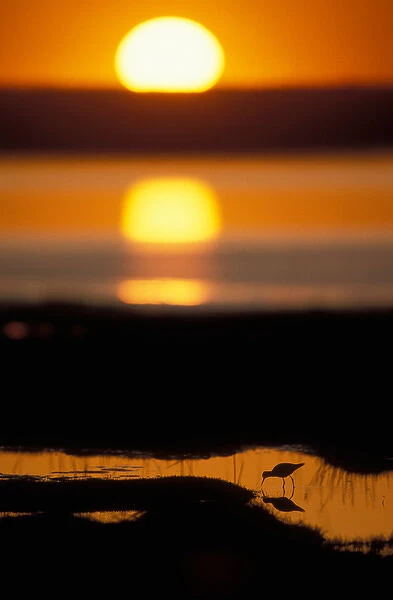 USA, Alaska, Lesser Yellowlegs (Tringa flavipes) silhouetted at sunset in Potter