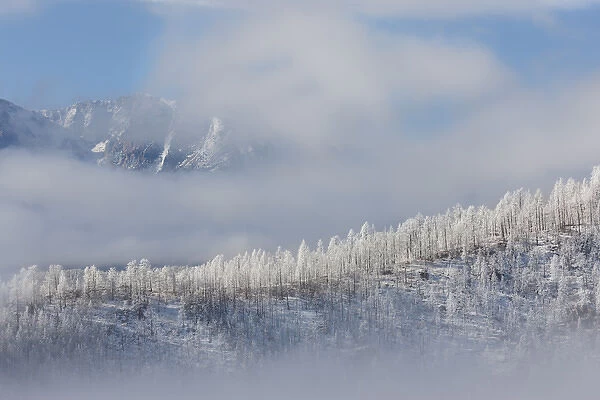 USA, Colorado. Hoarfrost coats the trees of Pike National Forest